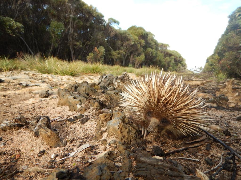 Kangaroo Island Wilderness Retreat Flinders Chase ภายนอก รูปภาพ