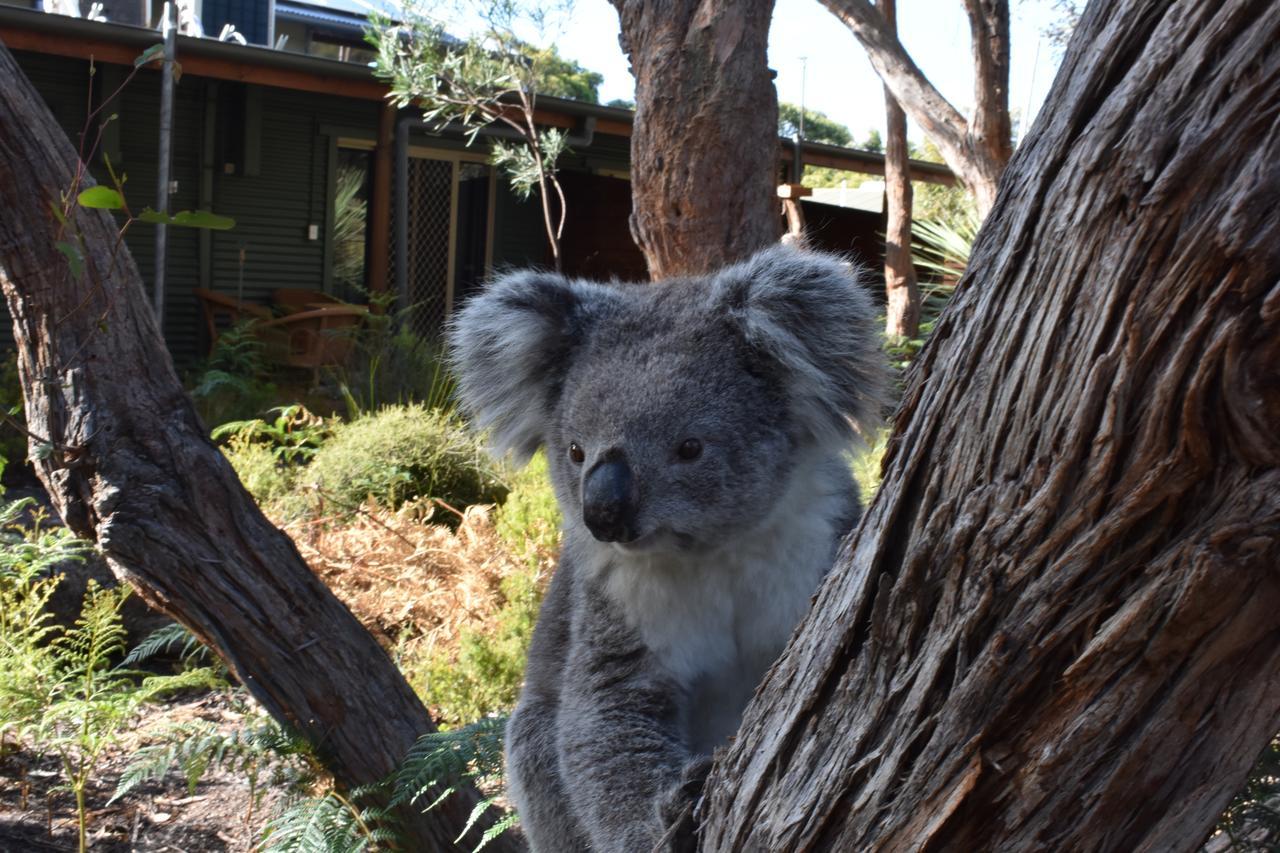 Kangaroo Island Wilderness Retreat Flinders Chase ภายนอก รูปภาพ